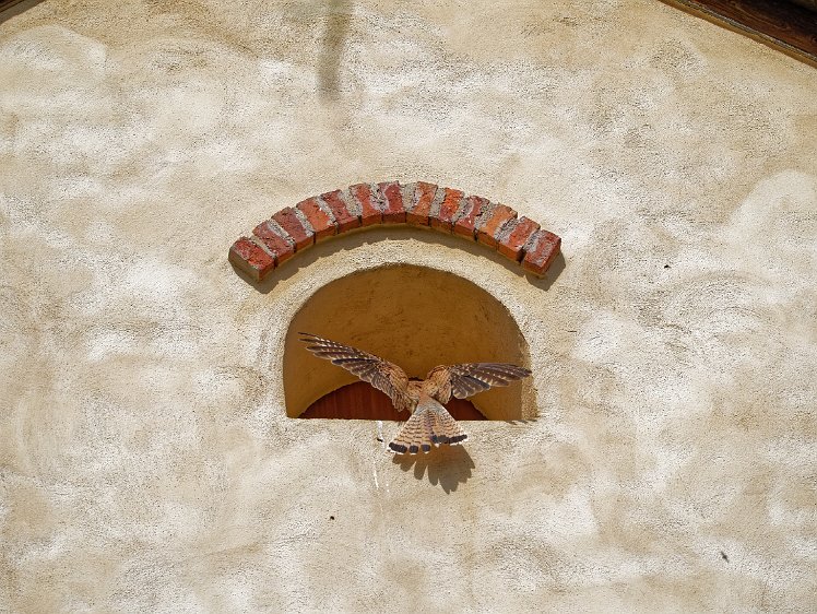 Kestel in the Vosges